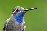 Blue-throated Mountain-gem